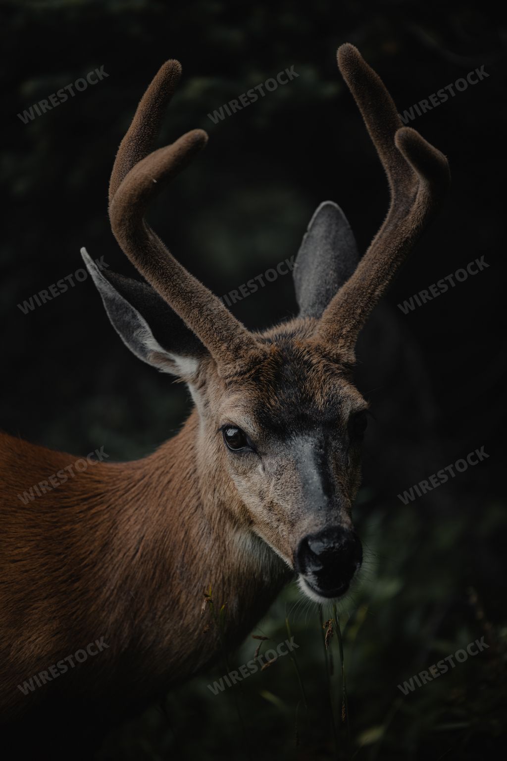 A vertical shot of a young deer in a green dark forest