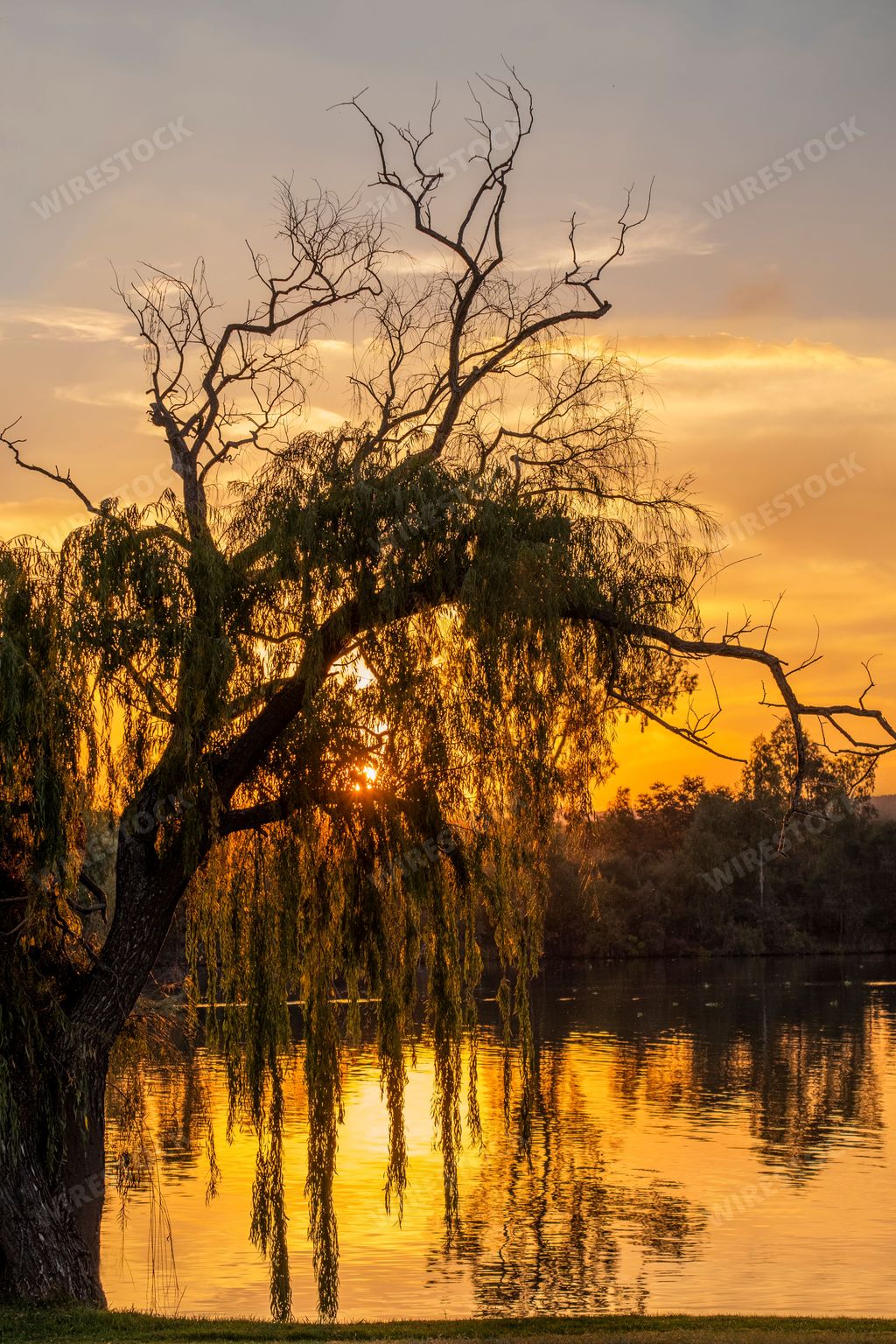 A beautiful landscape view of a big tree at the lakeshore against dusk sky at sunset