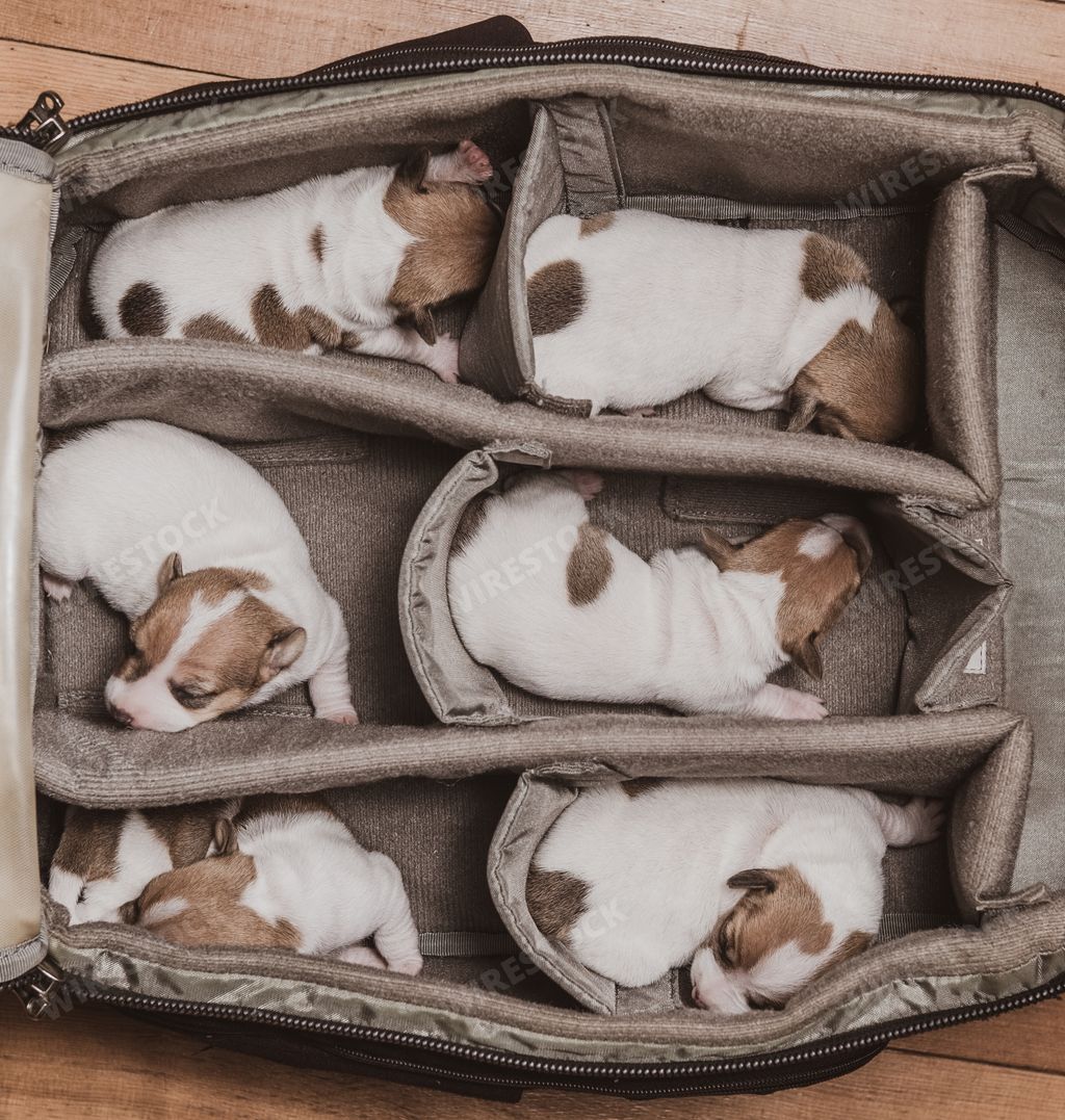 A top view of six adorable white and brown Jack Russel Terrier puppies sleeping in the bag