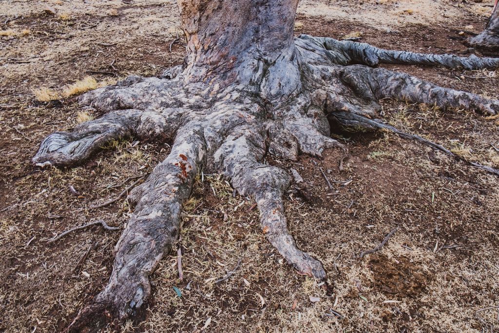 An old tree roots above the ground