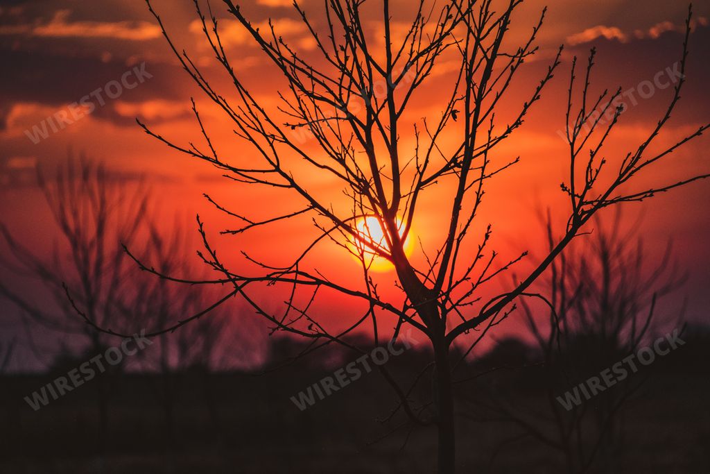 A silhouette of a tree with crawling branches on a blurred sunset sky background