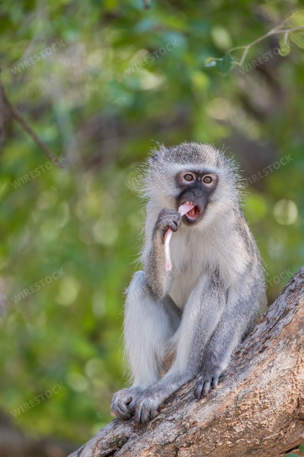 A vertical shot of a Green monkey eating sitting on the thick branch of the tree