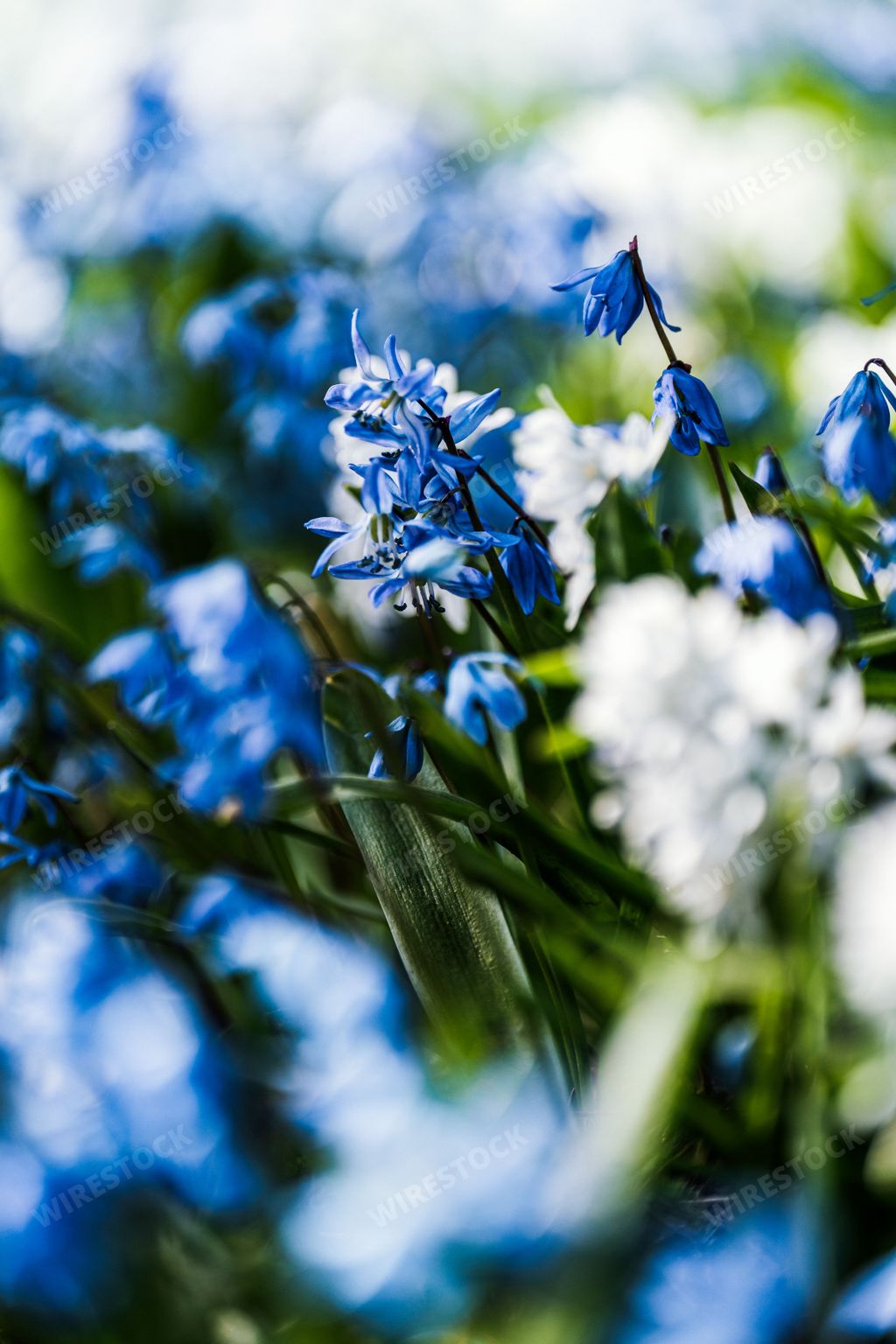 Beautiful deep blue flowers blooming