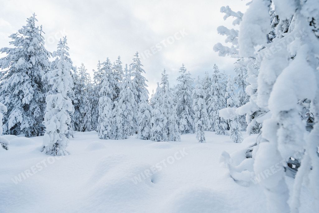 Trees covered in snow in Finnish Lapland forest