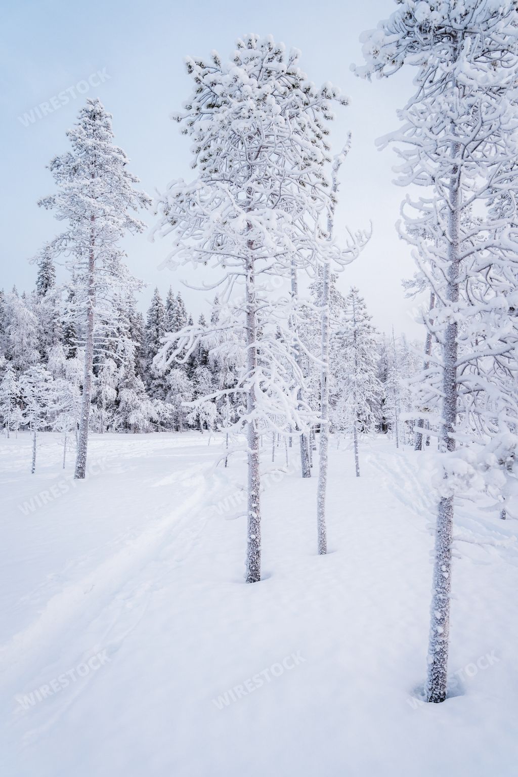 Frost has covered the trees in snowy landscape in Finnish Lapland