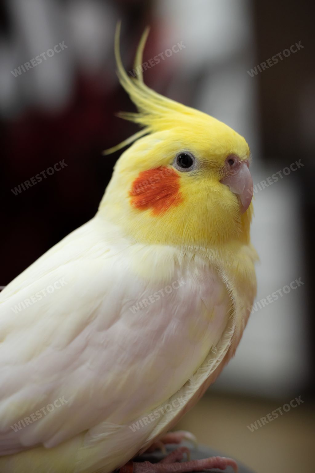 A vertical shot of an adorable cockatiel