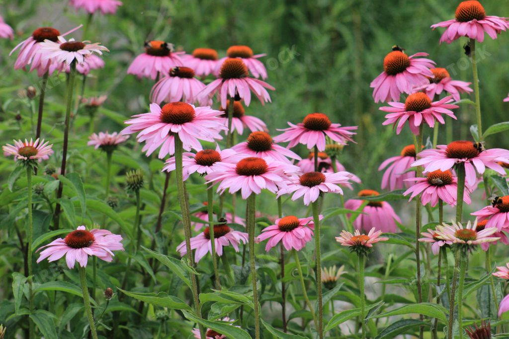 A selective focus shot of beautiful pink daisy flowers captured in the middle of a forest