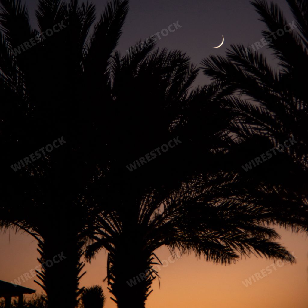 A silhouette shot of palm trees with the crescent phase of the moon in the background