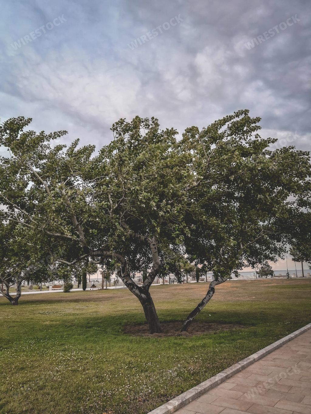 A vertical shot of an old tree along the road in the park under a cloudy sky