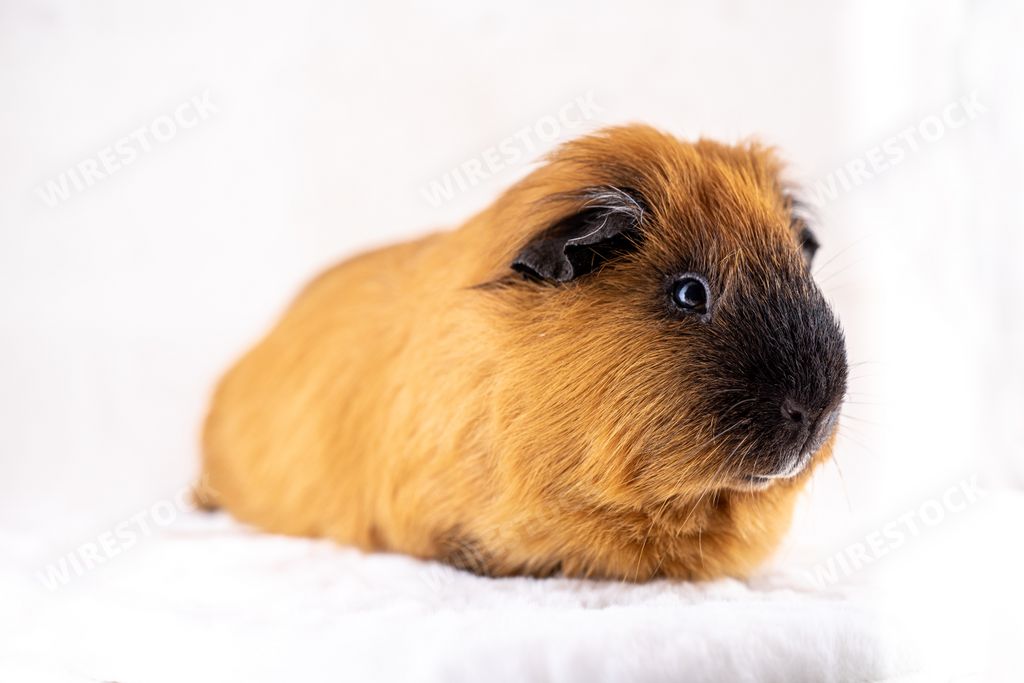 A lovely baby guinea pig on a white background