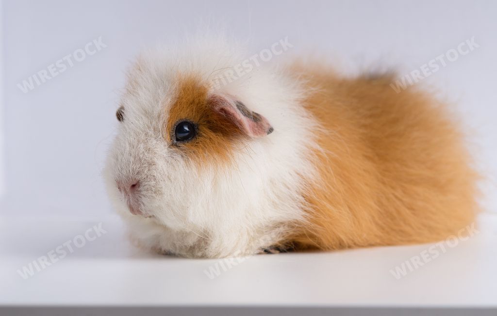 A closeup shot of guinea pig isolated on a white background