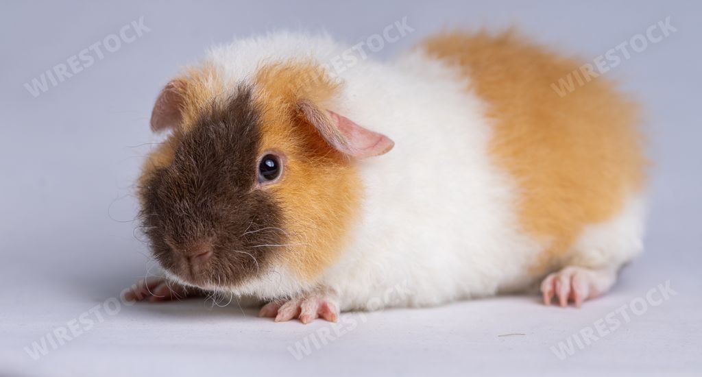 A cute US Teddy guinea pig on a light purple background