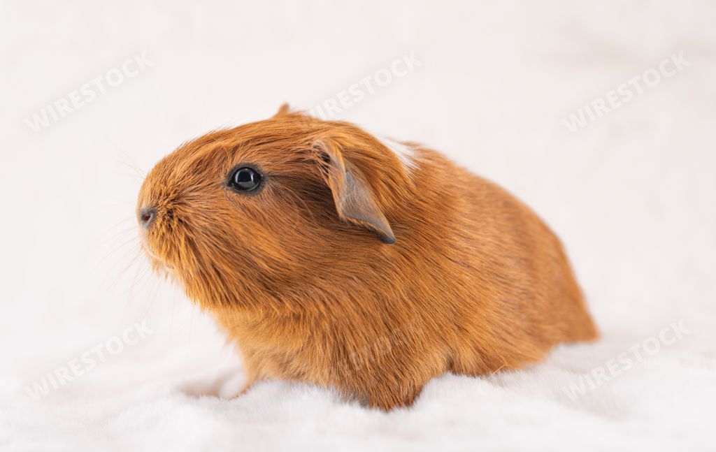 A lovely baby guinea pig on a white background