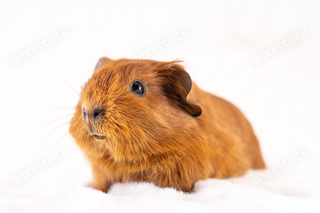 A lovely baby guinea pig on a white background