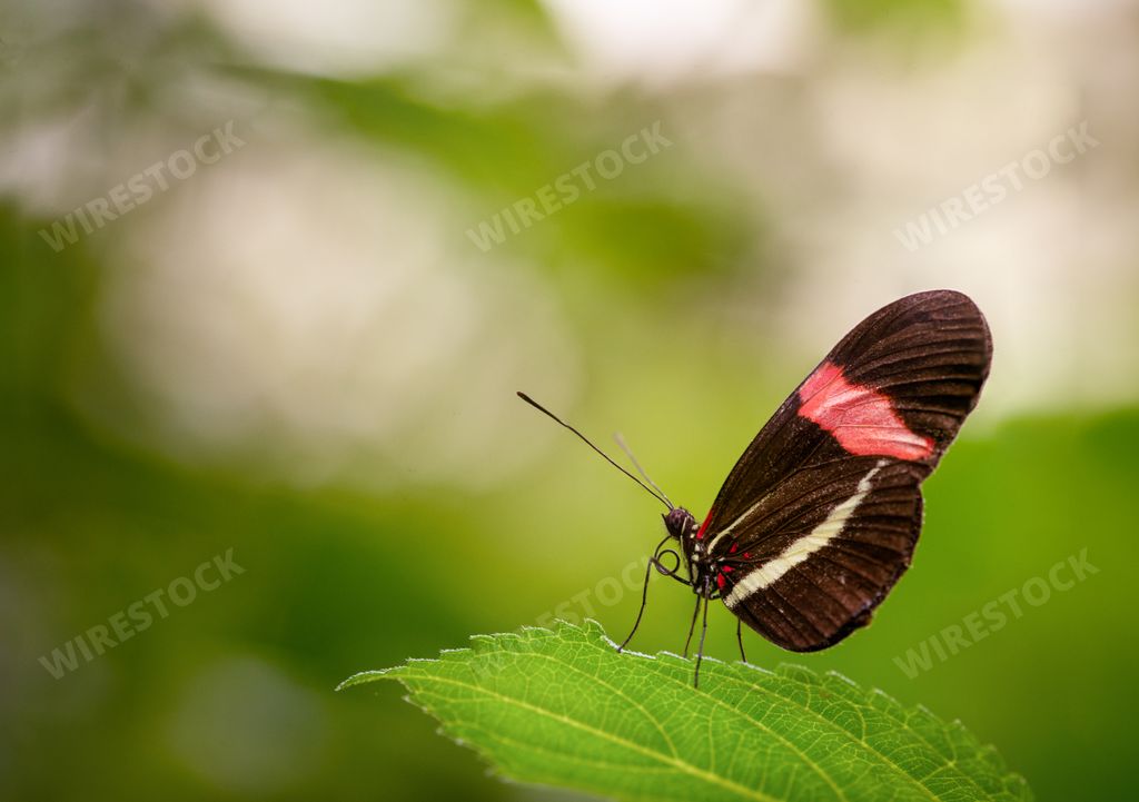 A closeup shot of a beautiful butterfly sitting on a green leaf on blurred background