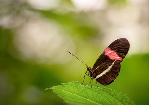 Beautiful butterfly resting on a high quality green plant, macro photography