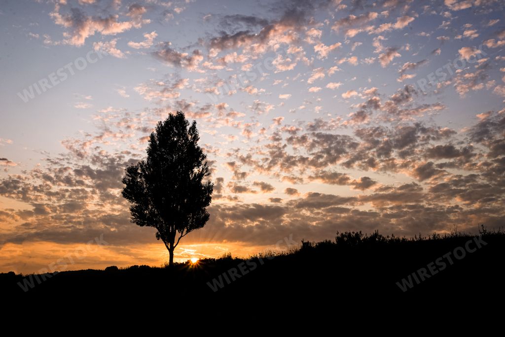 The sunset over the field with a single tree in summer