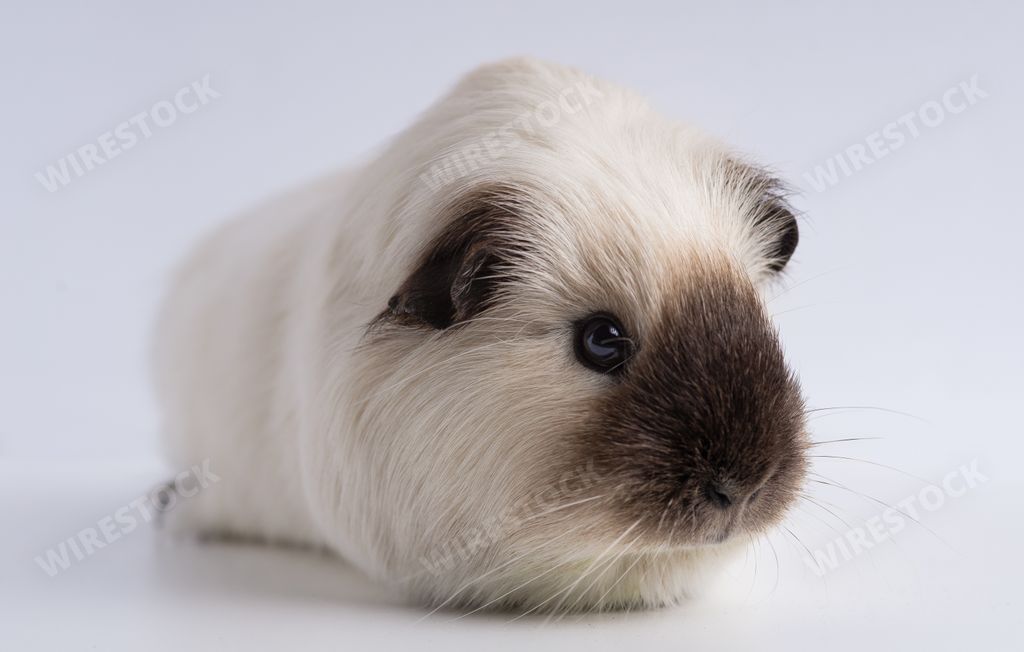 A closeup shot of guinea pig isolated on a white background