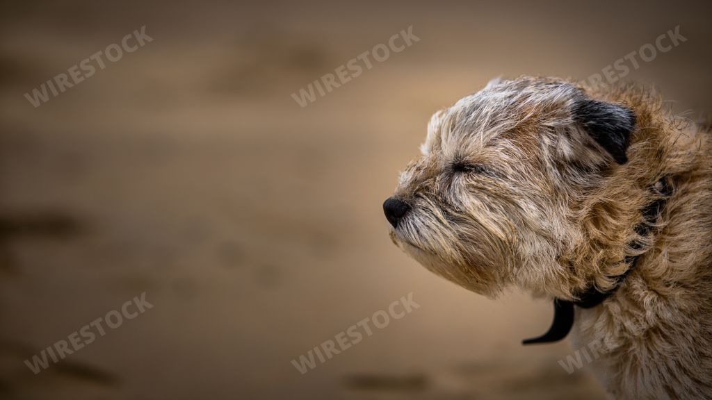 A selective focus shot of a Border terrier dog in stormy weather