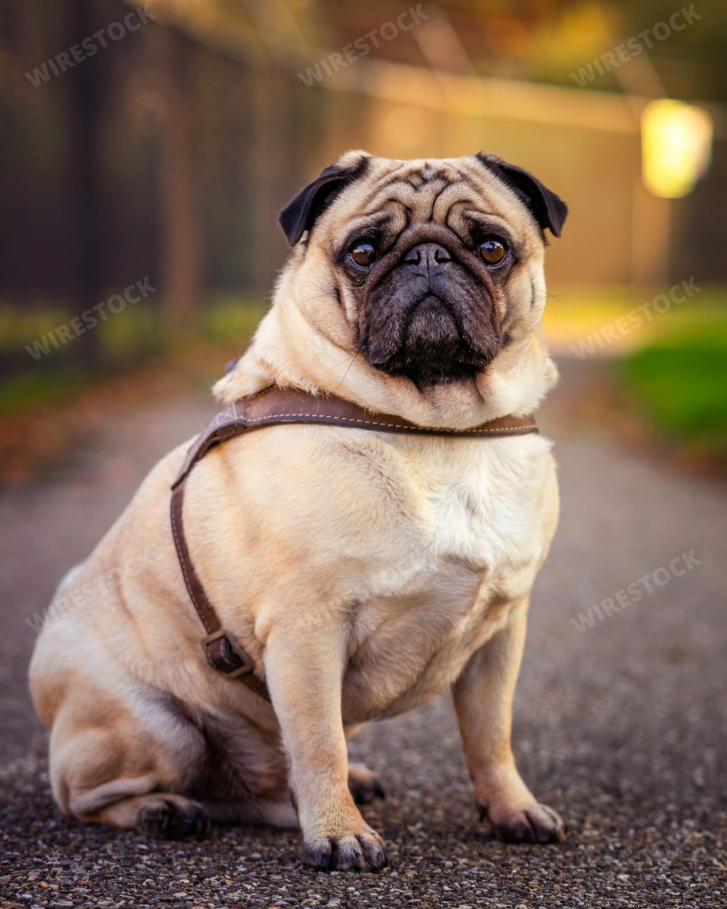 A vertical selective focus closeup of a pug dog  sitting on the ground