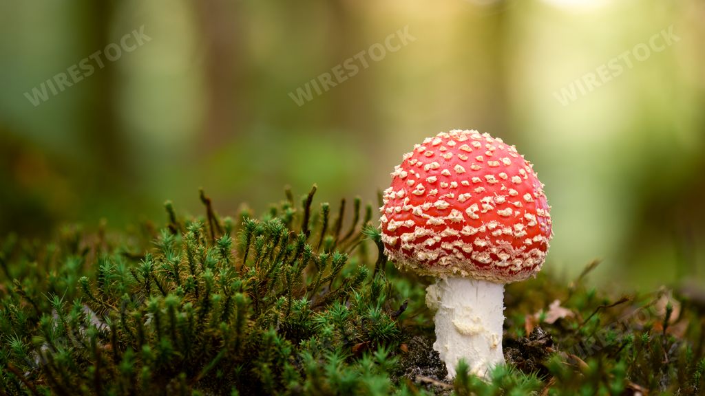 A selective focus shot of a small fly agaric growing in its natural environment