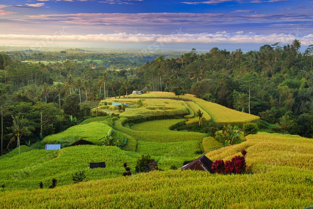 A scenic view of the rice fields in Bali, Indonesia