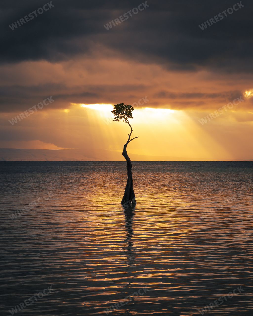 A silhouette of a tree in the sea during a beautiful sunset over the Walakiri beach, Sumba, Indonesia