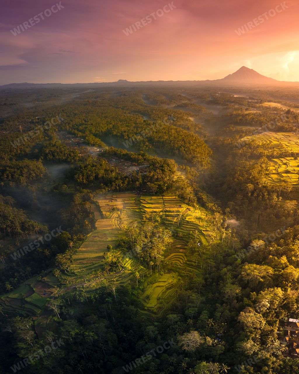 An aerial shot of a rice terrace under the sunlight in the evening in Gianyar, Bali, Indonesia