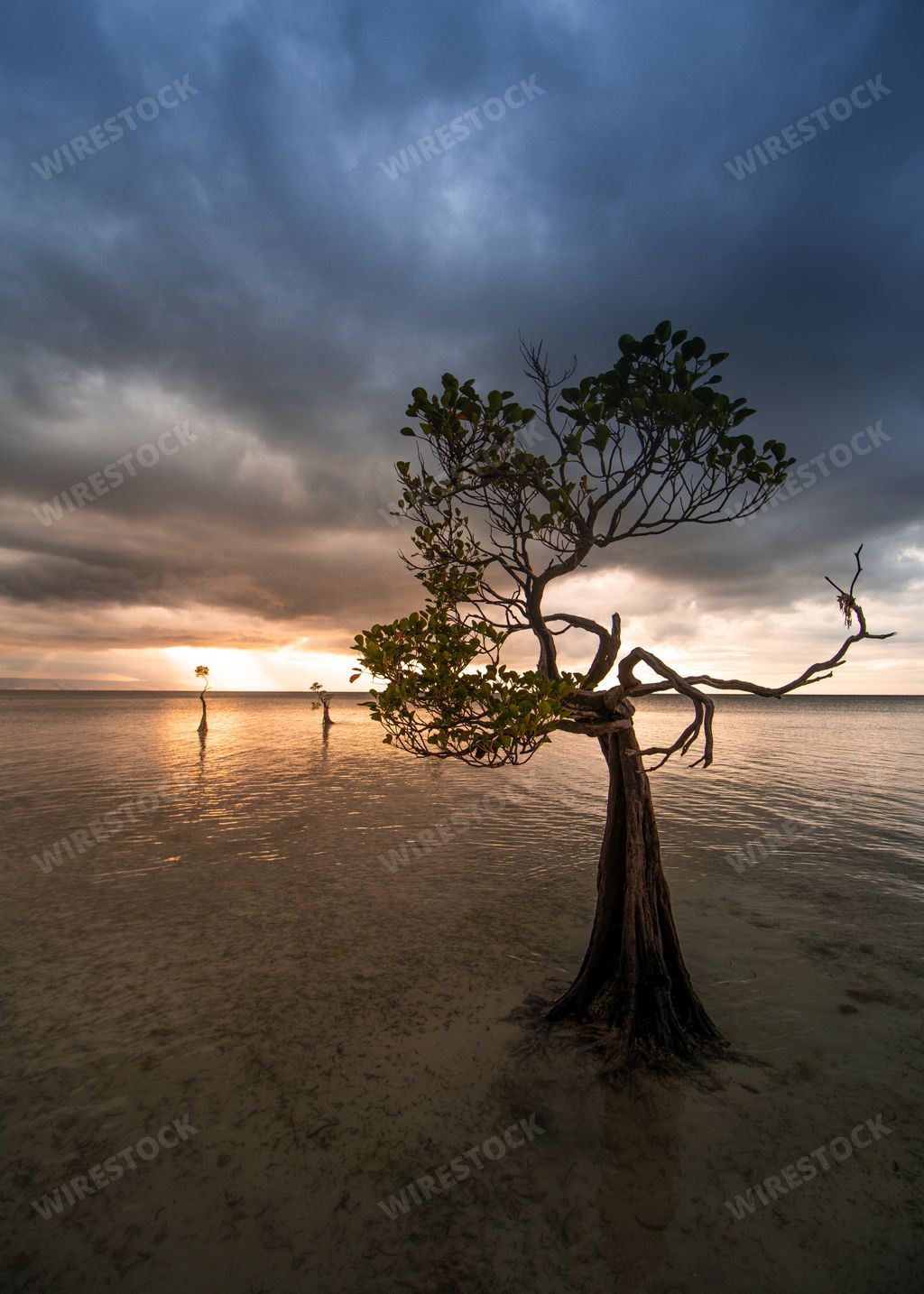 Vertical shot of trees surrounded by the sea under a cloudy sky in the ...