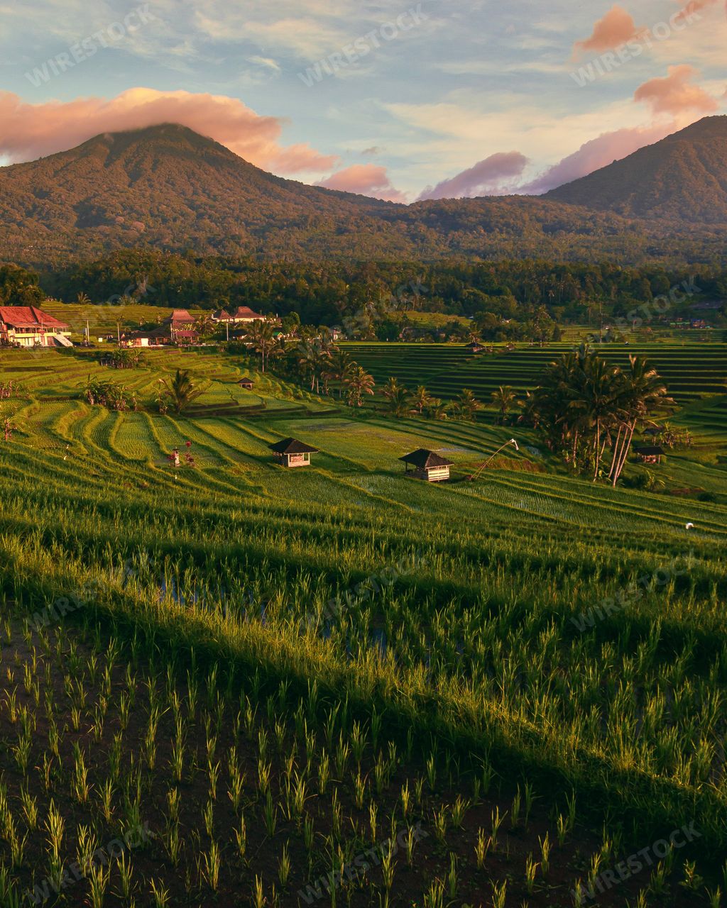 A vertical shot of a beautiful sunrise in jatiluwih rice terrace in  Bali, Indonesia