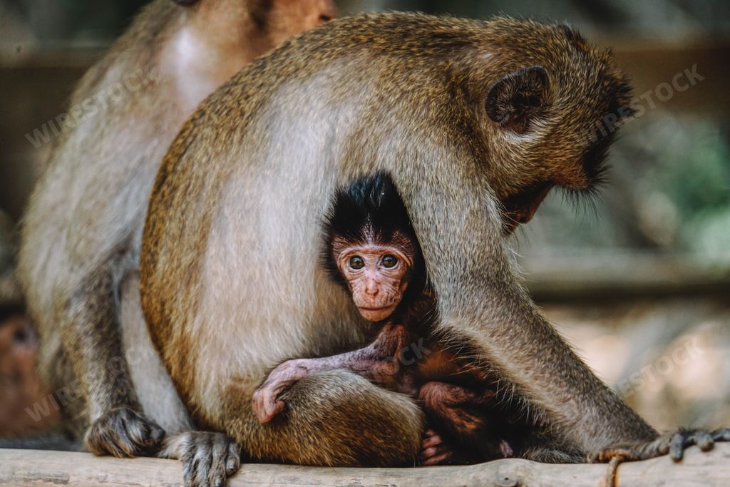 A beautiful shot of a monkey hugging it's baby