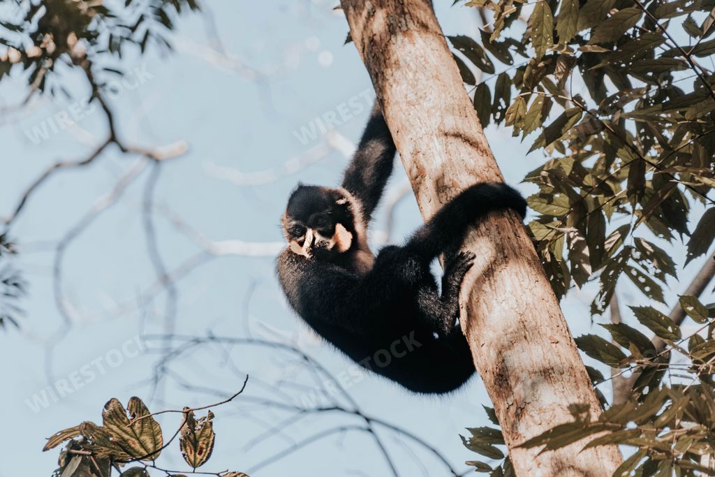 A beautiful Howler monkey hanging on the branch of a tree in the forest