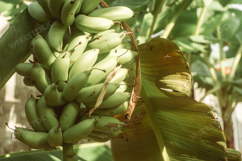 A selective focus of unripe banana fruits on a farm in Honduras