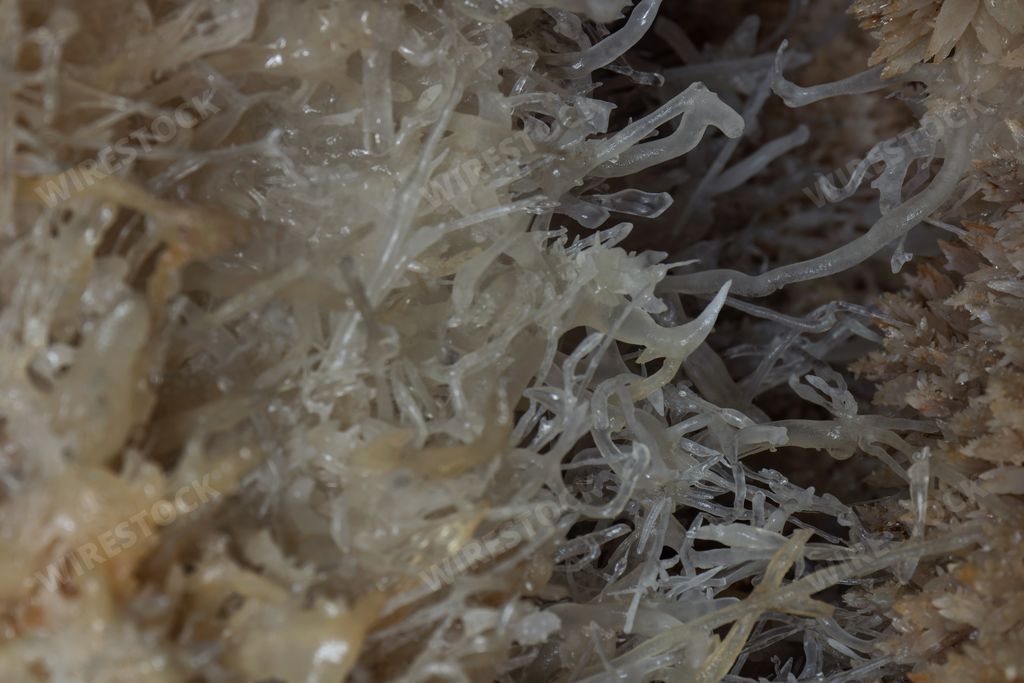 The thin stalactite icicles hang from the ceiling of the cave, (Cuevas de Bellamar), Cuba
