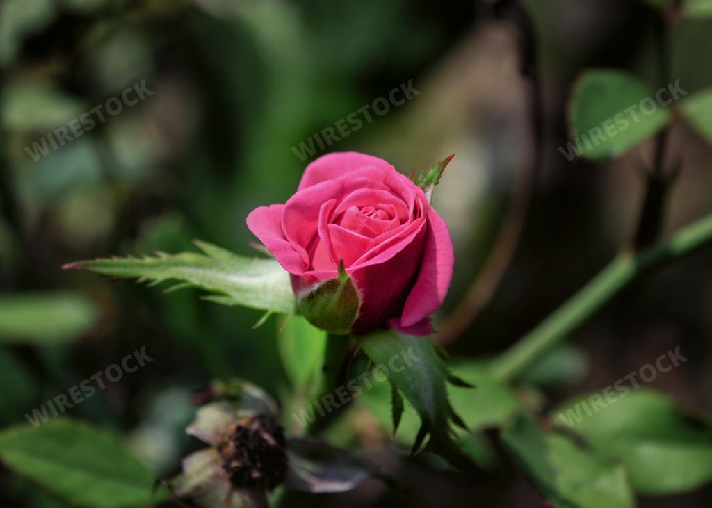 A selective focus shot of a beautiful blooming Rose