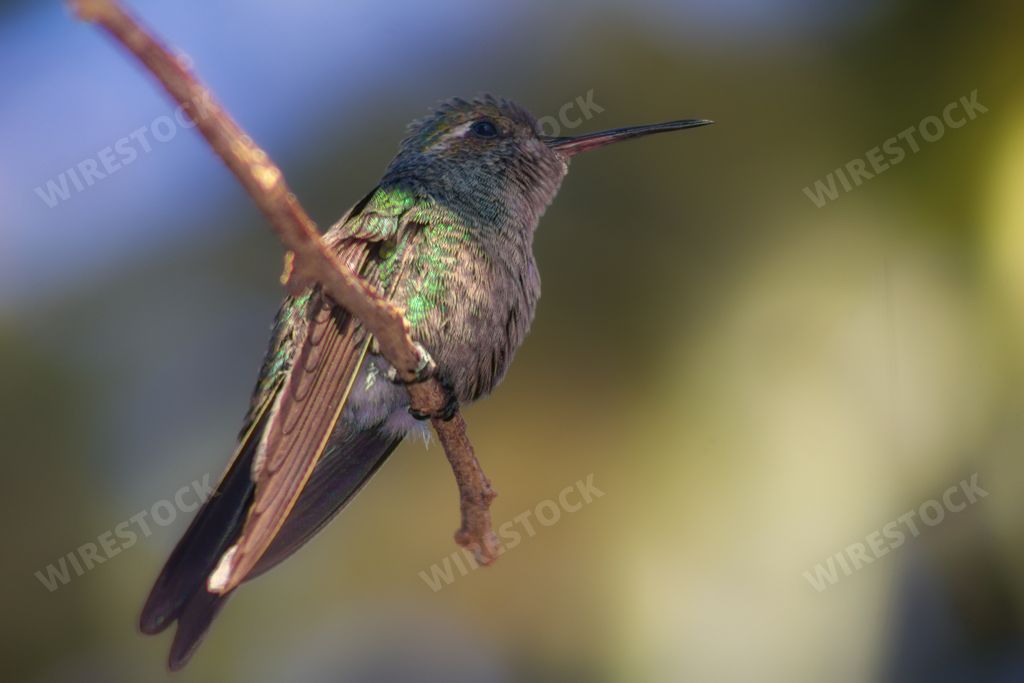 A closeup shot of a hummingbird perched on a tree branch on a blurred background