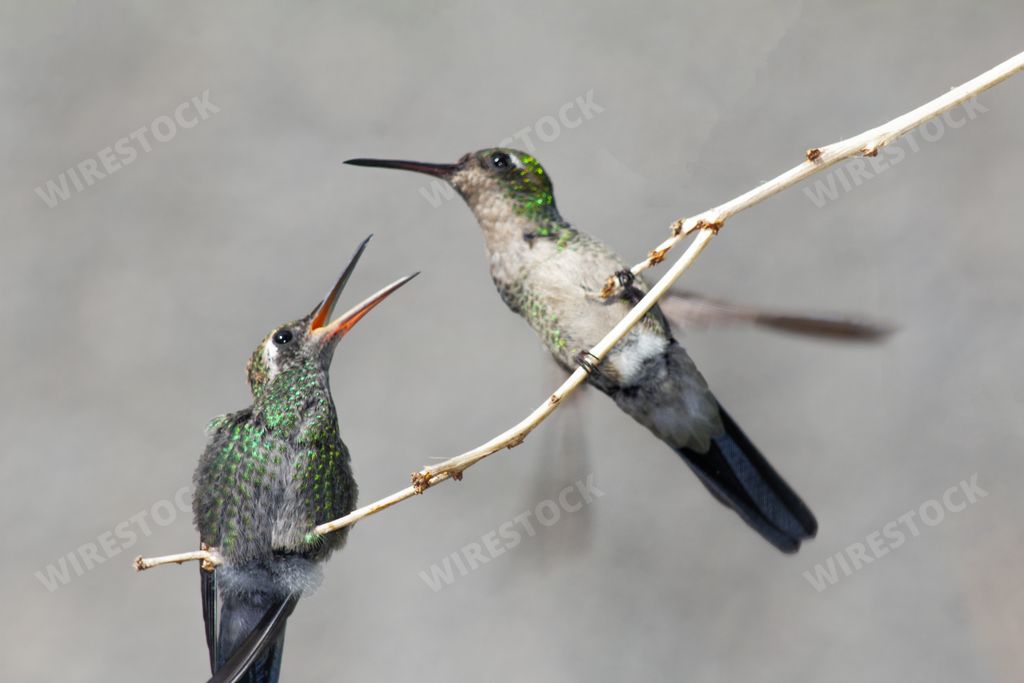 A happy hummingbird on a twig with an open mouth, waiting for mom to feed it