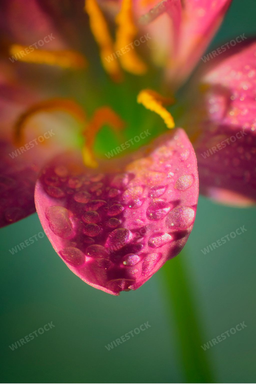 A vertical shot of the petals of a pink orchid