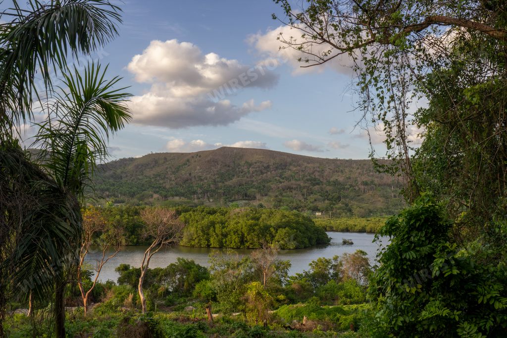 A The Yumuri valley in Matanzas, Cuba with bushes and yellow flowers in the foreground