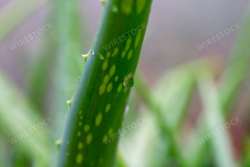 A closeup shot of aloe vera in the garden