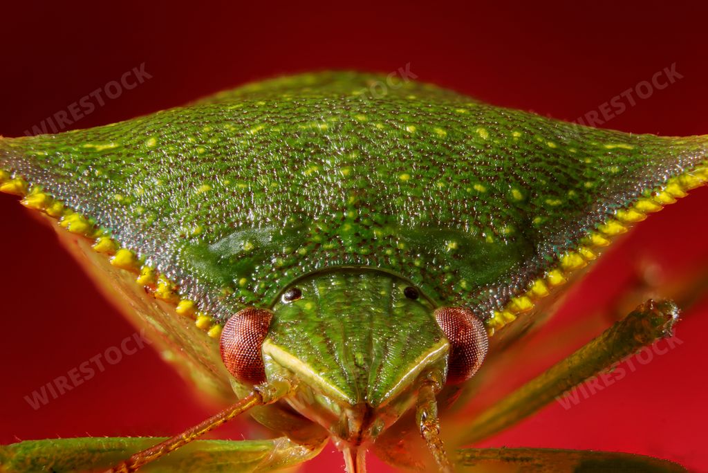 A Nezara viridula (Southern green stink) bug