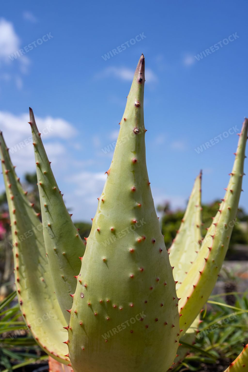 A vertical shot of a growing green aloe vera plant in a garden