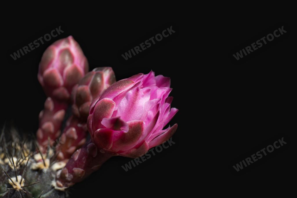 The beautiful pink cactus flowers isolated on a black background. Gymnocalycium mihanovichii.