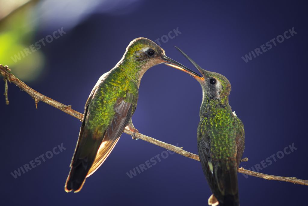 A closeup of a green bee hummingbird standing on a branch, feeding its child