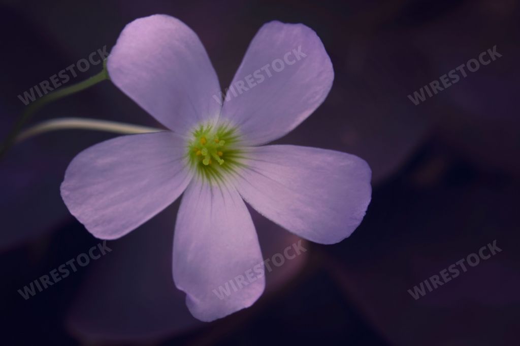 A The butterfly flower (Oxalis triangularis) is purple