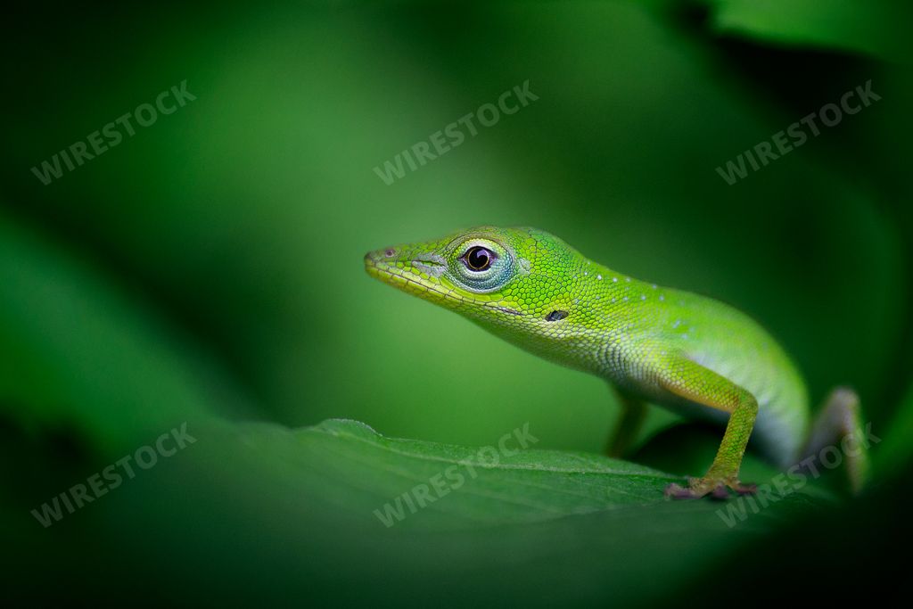 A beautiful selective focus shot of a bright green gecko on a leaf