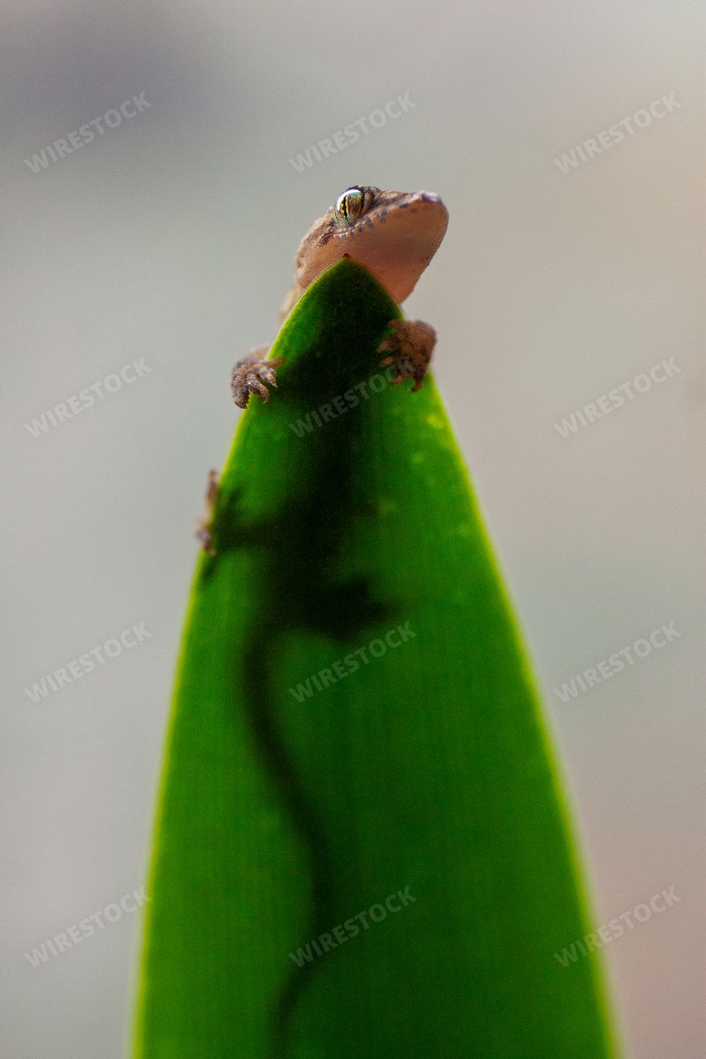 A vertical low angle macro closeup shot of a tiny brown gecko lying on a green leaf