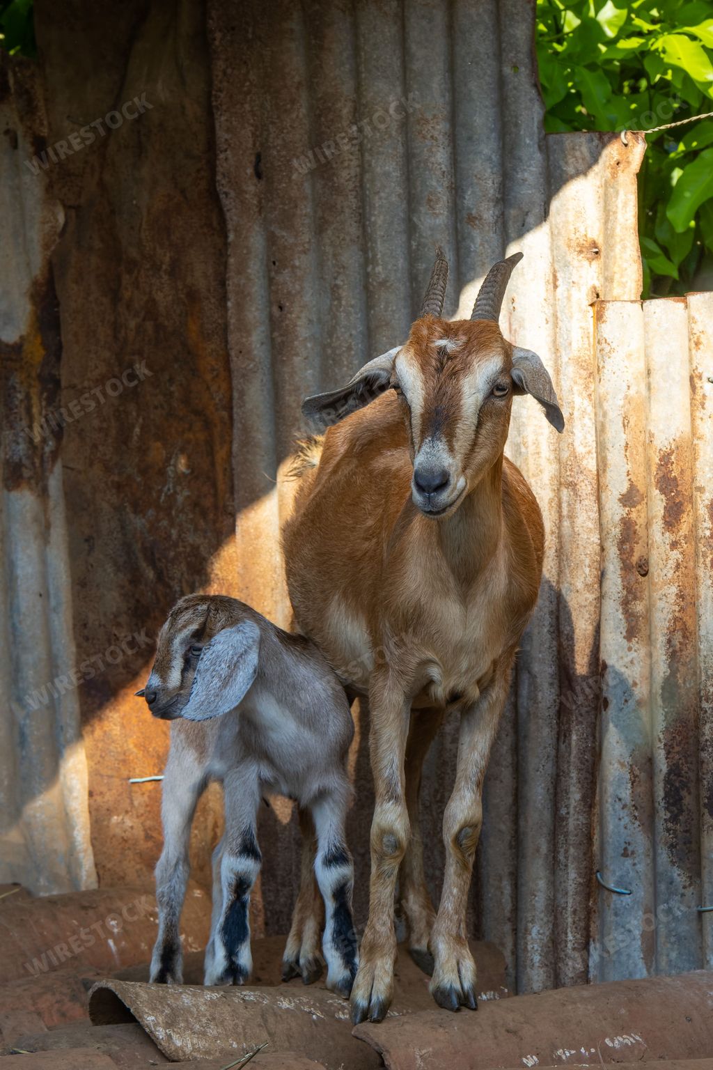 A brown doe goat and kid on broken brick surface