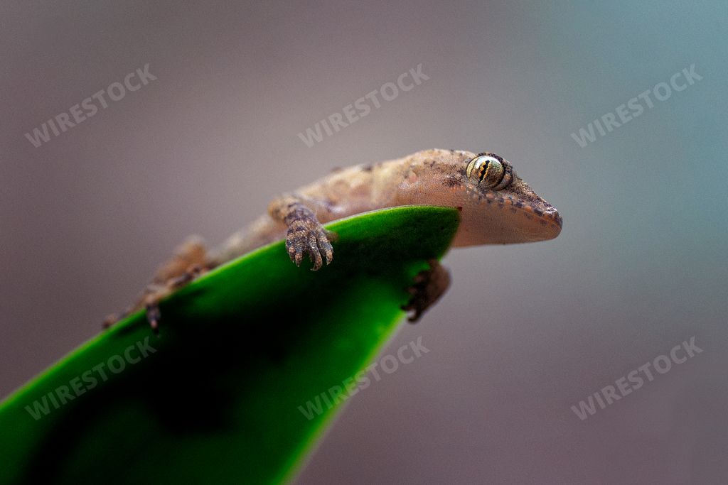 A low angle macro closeup shot of a tiny brown gecko sitting on a green leaf