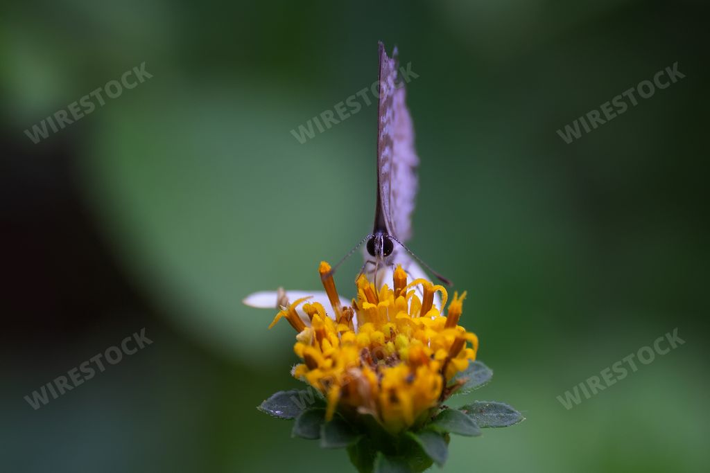 A selective focus front view of a Cassius blue butterfly with closed wings perched on a shepherd's needles flower